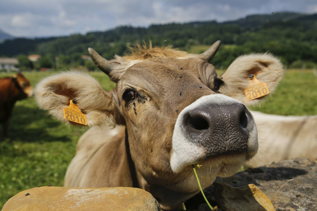 Vaca monchina. Es una raza autótoctona de esta zona de Cantabria. Se caracteriza por criarse en los montes y tener un carácter semibravo.