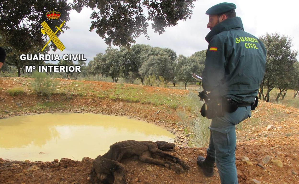 Denunciado en Guadalajara por dejar morir de hambre a un dogo alemán