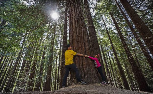 Imagen. Conoce el mágico bosque de Cabezón de la Sal.