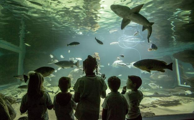 Unos niños disfrutan del acuario dem Museo Martítimo de Santander.