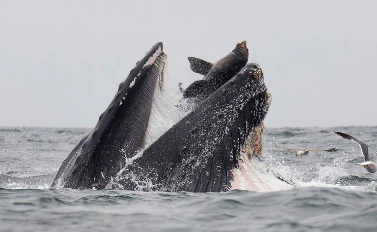 Un león marino cae en las fauces de una ballea jorobada.