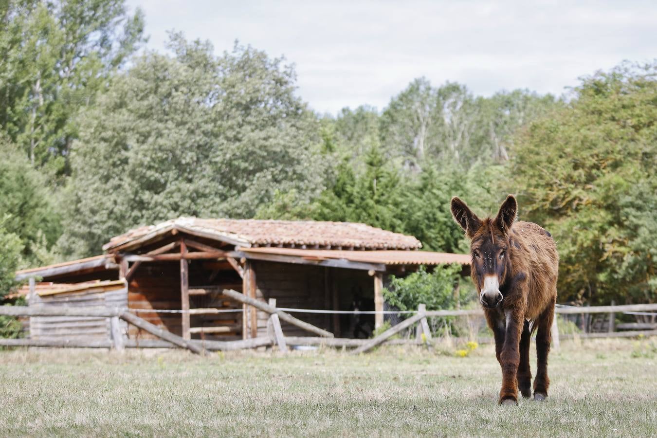 Un burro acude a la llamada del fotógrafo en una finca cercana a Rocamundo.