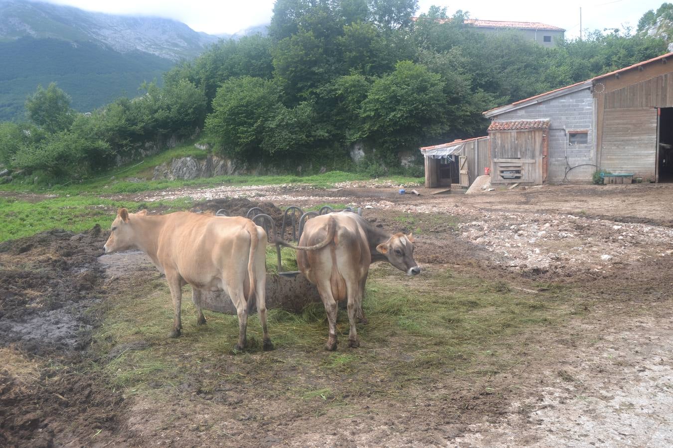 Fotos: El mejor queso de Cantabria de 2019 se elabora en Tresviso