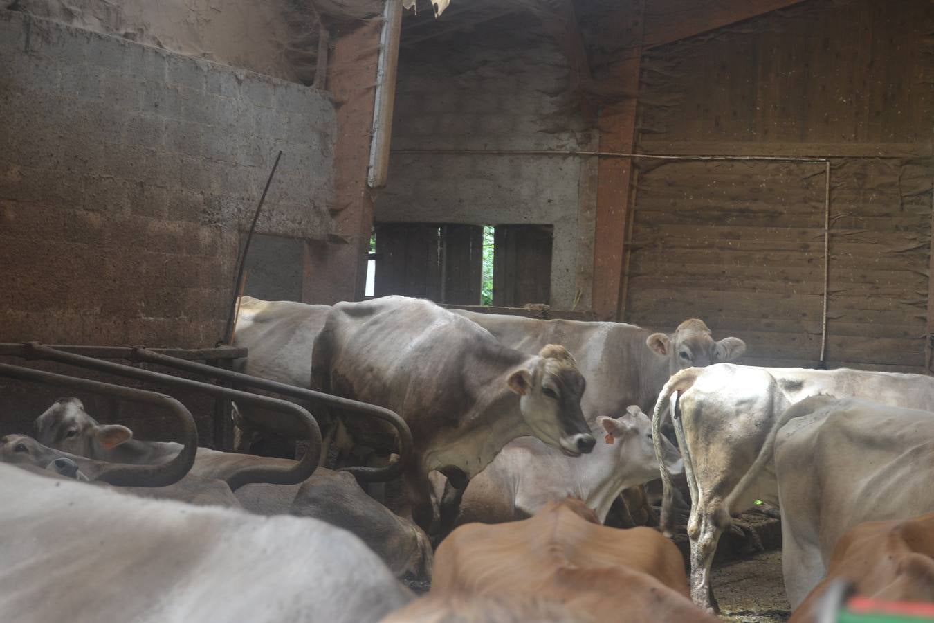 Fotos: El mejor queso de Cantabria de 2019 se elabora en Tresviso