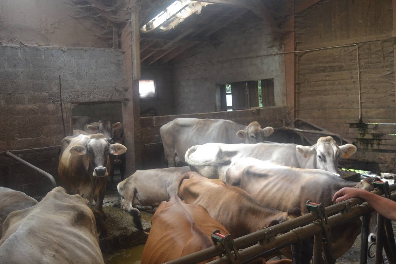Fotos: El mejor queso de Cantabria de 2019 se elabora en Tresviso