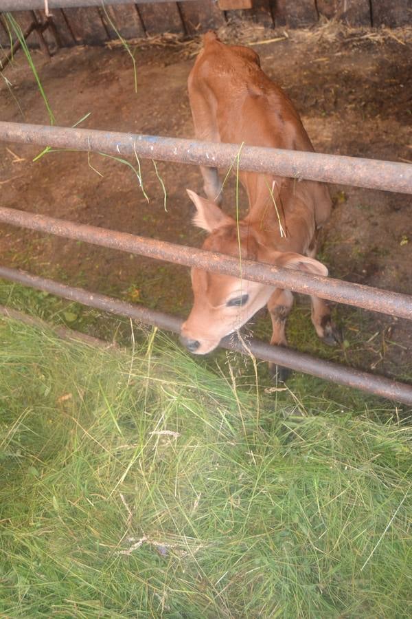 Fotos: El mejor queso de Cantabria de 2019 se elabora en Tresviso