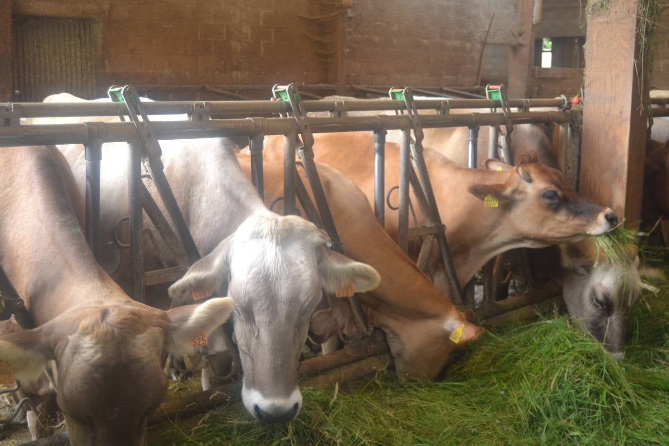 Fotos: El mejor queso de Cantabria de 2019 se elabora en Tresviso