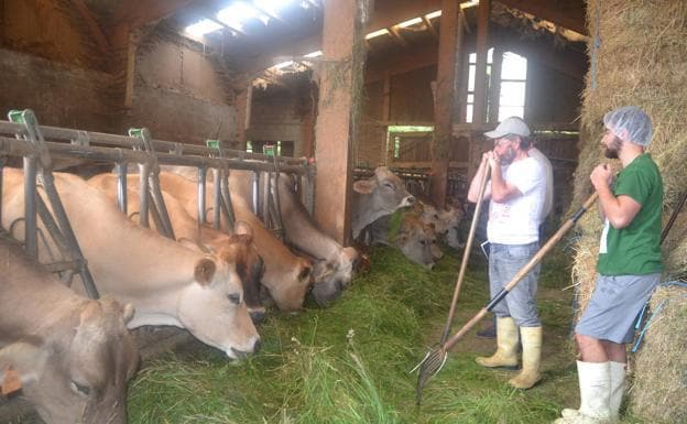 Javier y César observan como las vacas se alimentan de la hierba recién cortada. 