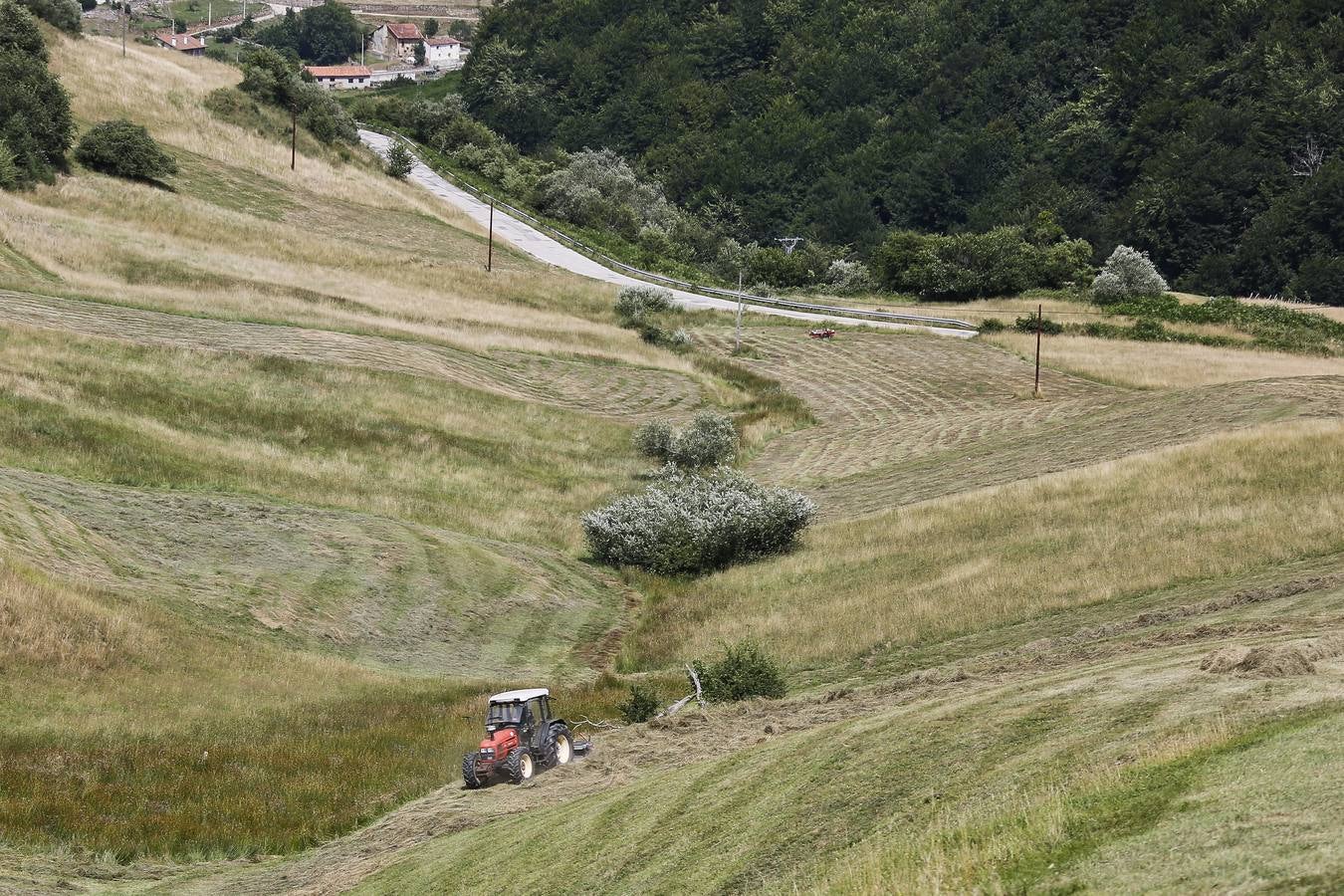 Un tractor corta la hierba en una finca en Lombraña.