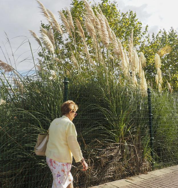 Una mujer pasea junto a unos plumeros, ayer, en la zona de Cazoña en Santander. :: sane