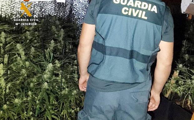 Plantación de marihuana de los detenidos.