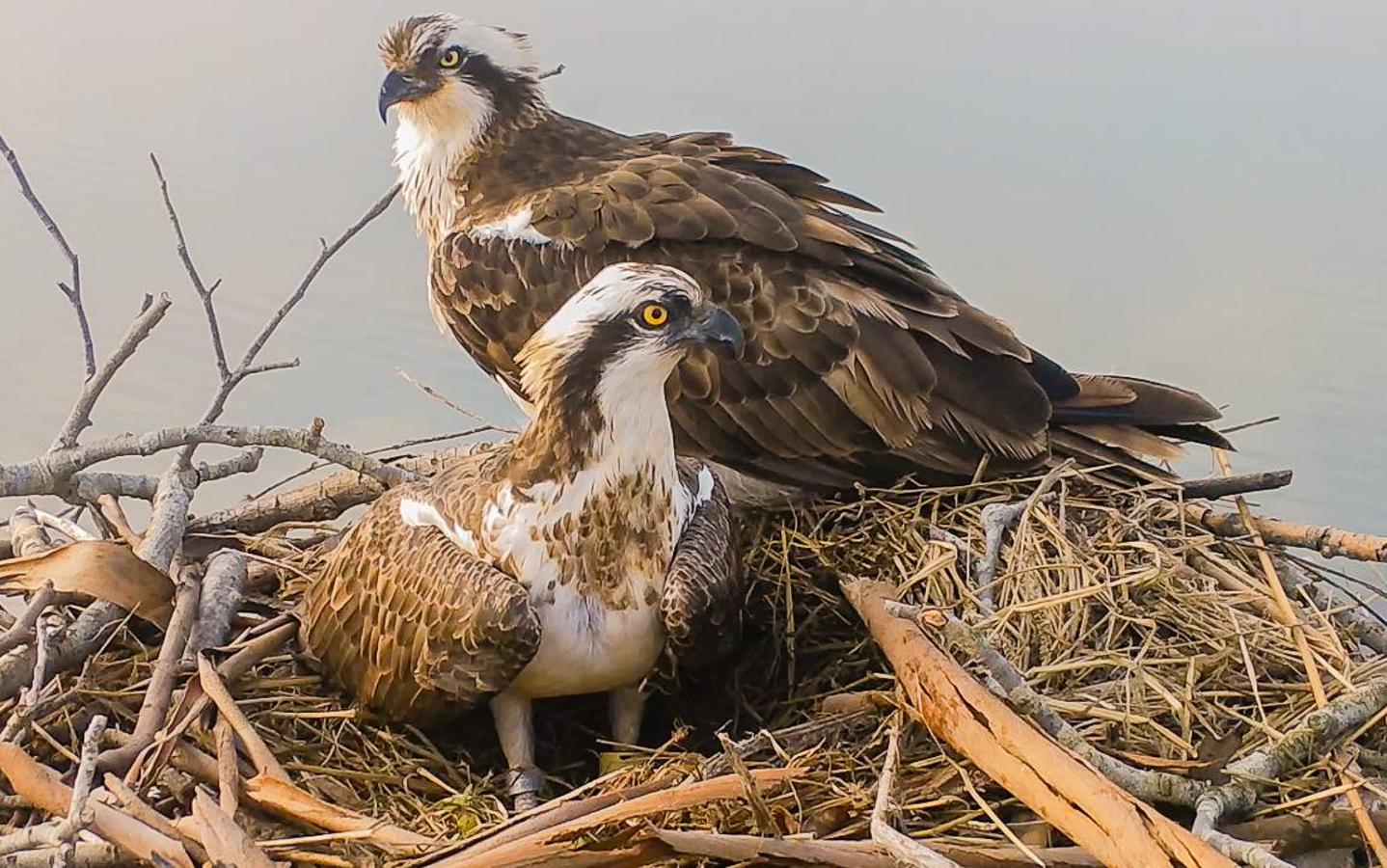 Imágenes de las visitas guiadas para la observación de aves en la bahía y de las águilas pescadoras, el principal reclamo del programa de turismo sostenible que abandera Marina de Cudeyo