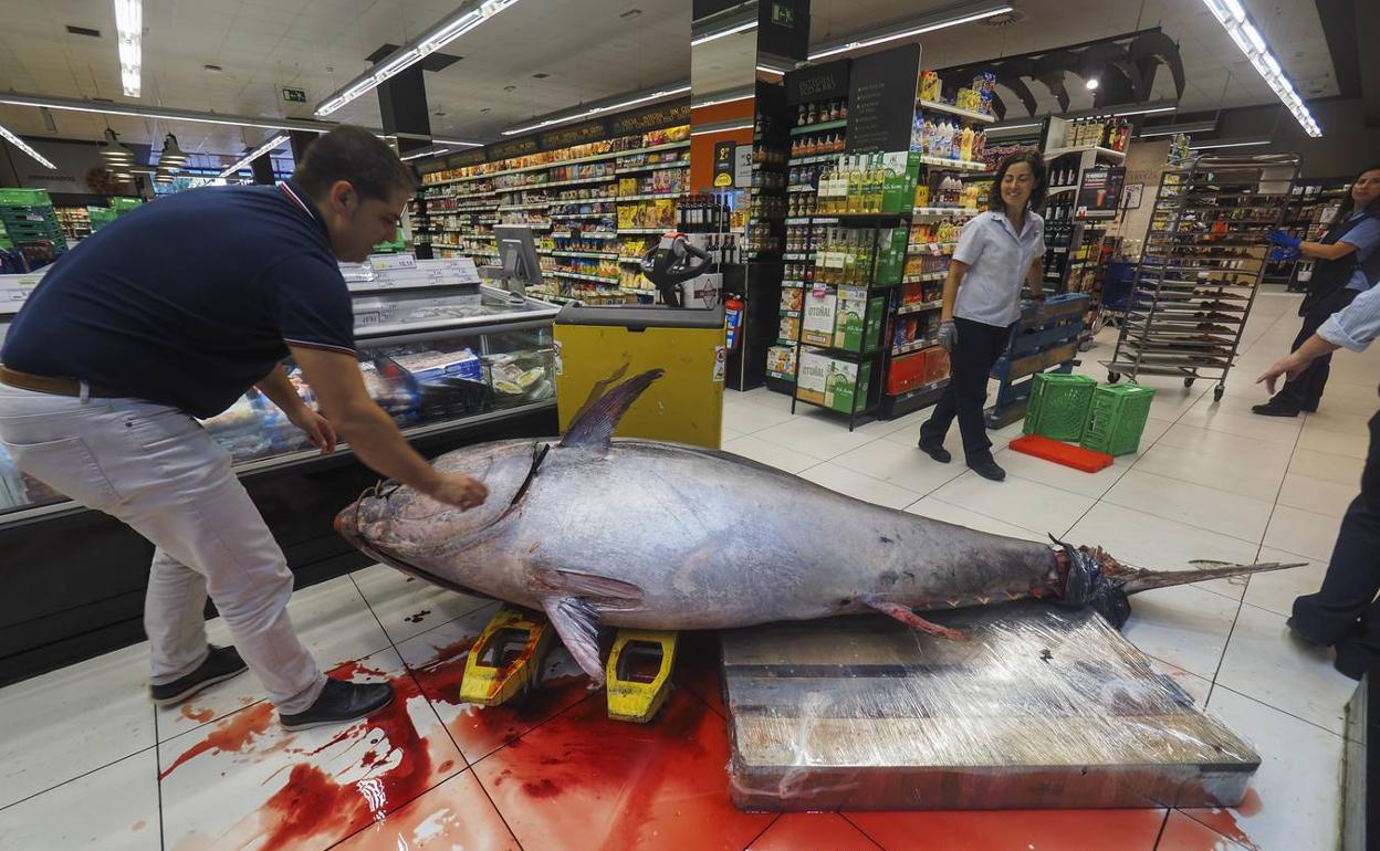 Un atún rojo de 375 kilos desembarca en un súper de Cantabria