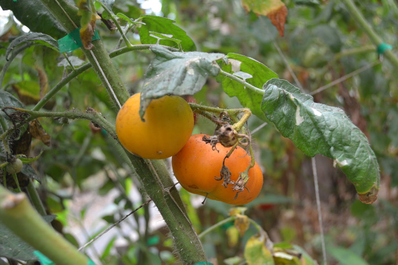 Mandarín. Entre las numerosas variedades foráneas que tiene Guy destaca ésta, muy diferente, pequeña, de un sabor exquisito y sutil. Parece más una fruta que un tomate. Color anaranjado, origen de EEUU.