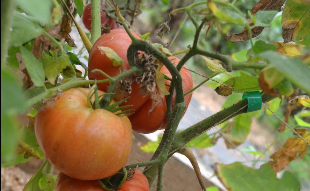 Algunos tomates ya listos para degustar. 