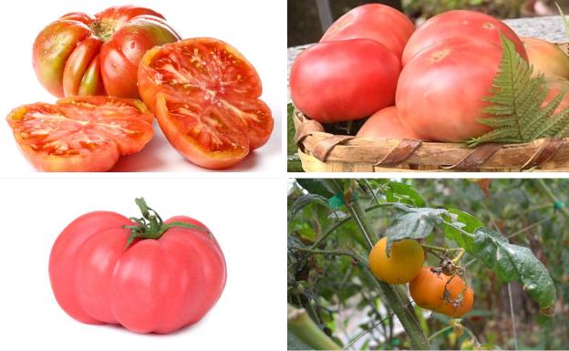 Imagen. Las variedades de tomate favoritas de Gay Ferrier