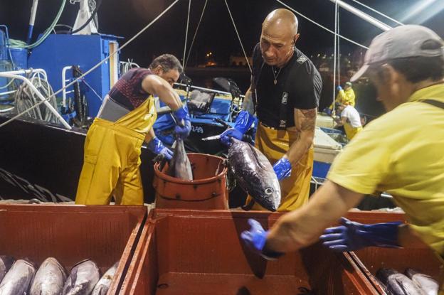 Uno de los últimos desembarcos de bonito, en la madrugada de ayer, en el puerto de Santoña