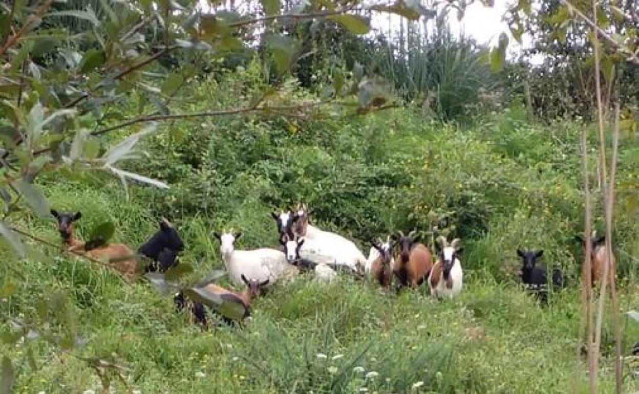 Un rebaño de cabras colabora en el mantenimiento de los espacios naturales de Astillero