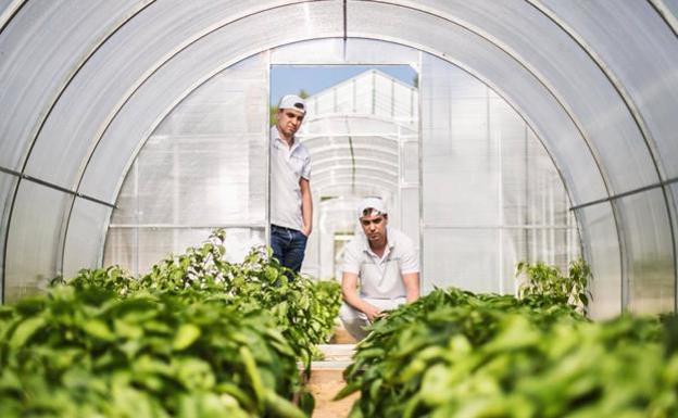 Aunque su restaurante está en el centro de Moscú, Ivan y Sergey Berezutskiy disponen de una granja en los alrededores con 50 hectáreas de terreno en el que además de cultivar frutas y verduras, crían cabras y vacas lecheras. Ese control de su despensa les ha convertido en un restaurante único en Rusia.