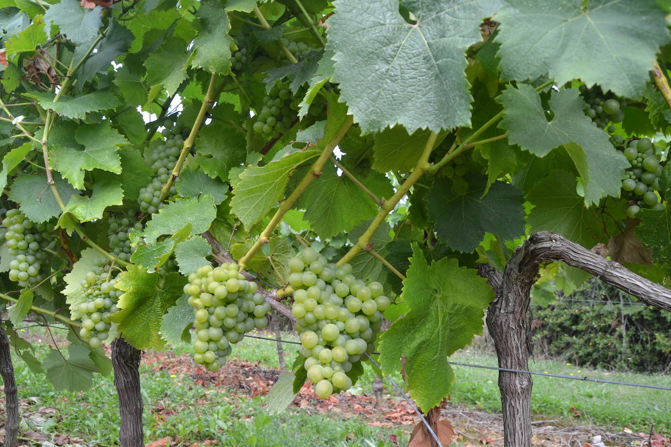 El viñedo se ubica en Vidular, Noja y Castillo Siete Villas.