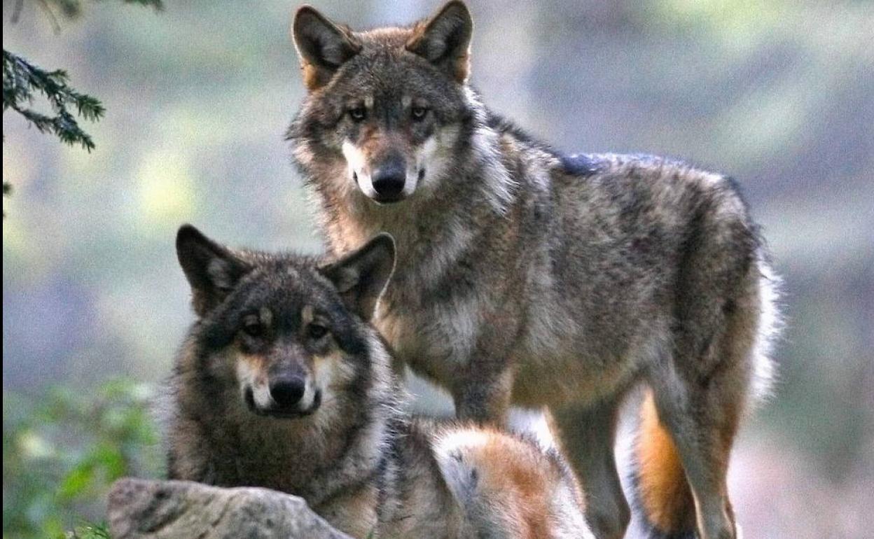 La Asociación para la Conservación del Lobo recurre ante el Tribunal Superior el plan cántabro de gestión de la especie