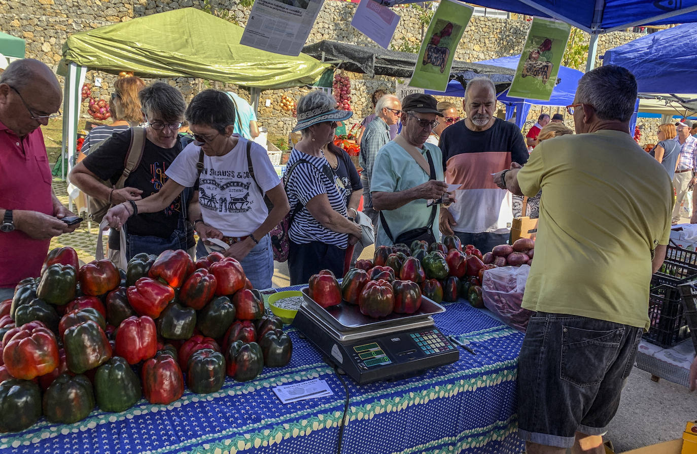 Fotos: El mejor pimiento de Cantabria está en Isla