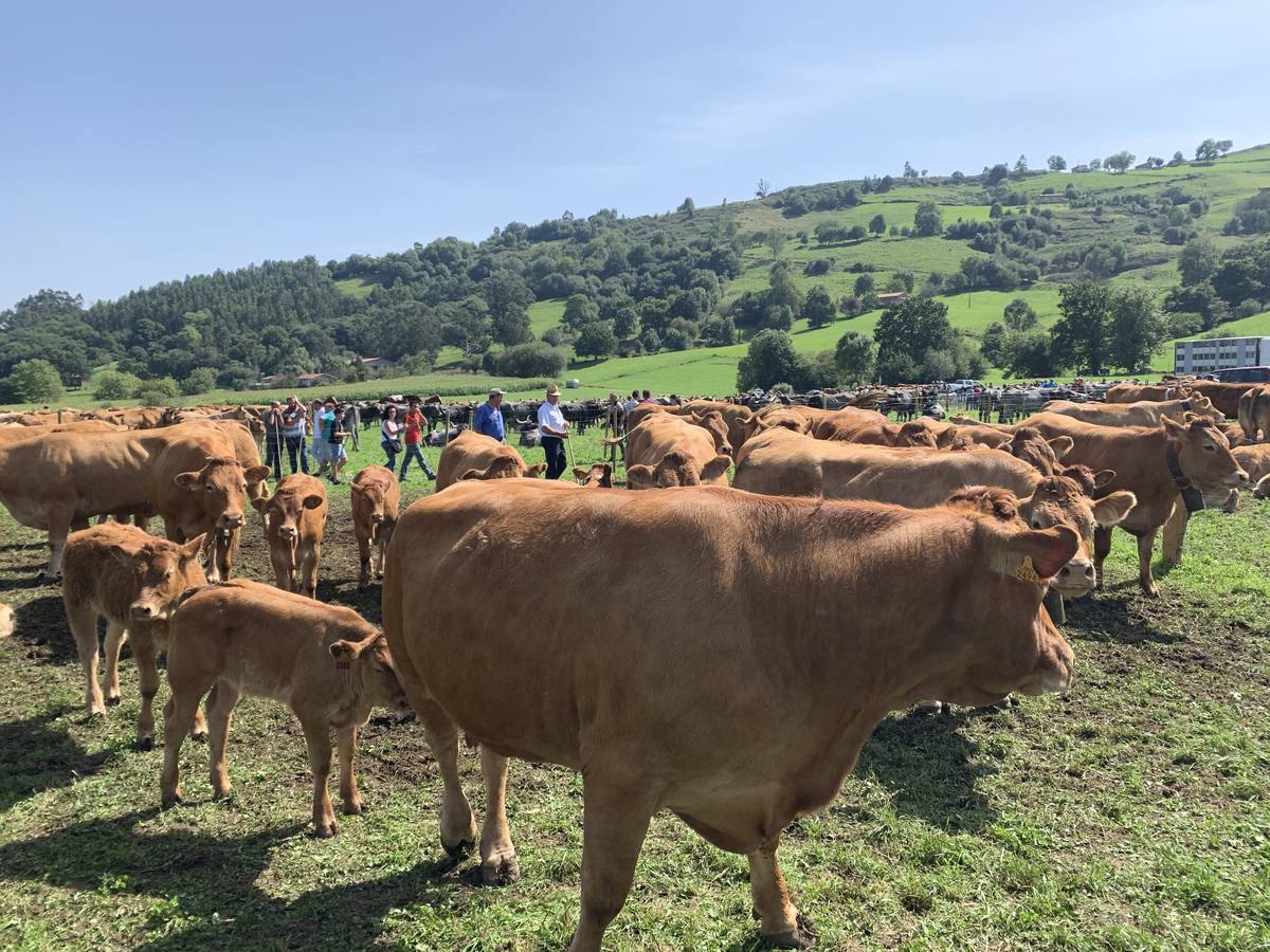 Fotos: Feria ganadera de Liérganes