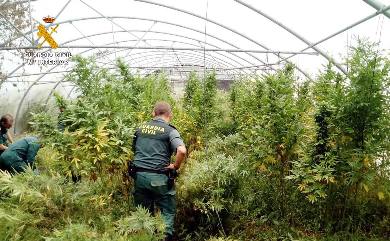 Localizan una plantación de marihuana en un invernadero de tomates en Corvera de Toranzo