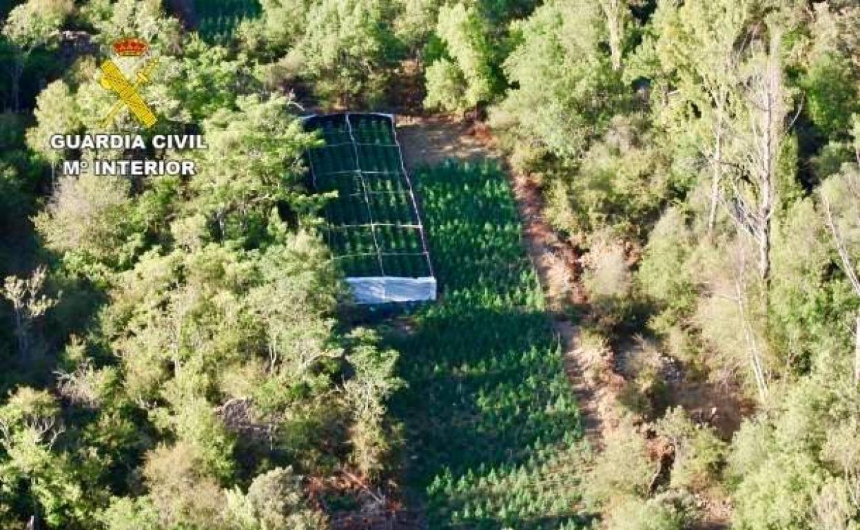 Plantación de marihuaba desmantelada en Guadalajara.