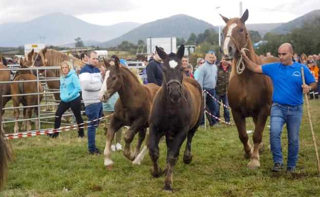 Millar y medio de cabezas de ganado se presentaron en la feria de San Mateo.