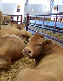 Imagen secundaria 2 - Nueve ganaderías cántabras han sido premiadas en la prestigiosa feria Salamaq 2019