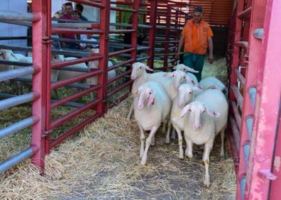 Imagen secundaria 1 - Nueve ganaderías cántabras han sido premiadas en la prestigiosa feria Salamaq 2019