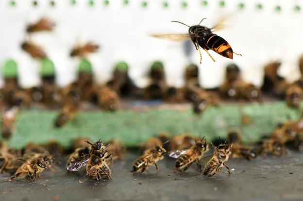  La avispa asiática se reproduce a una velocidad de vértigo en Cantabria desde hace seis años.