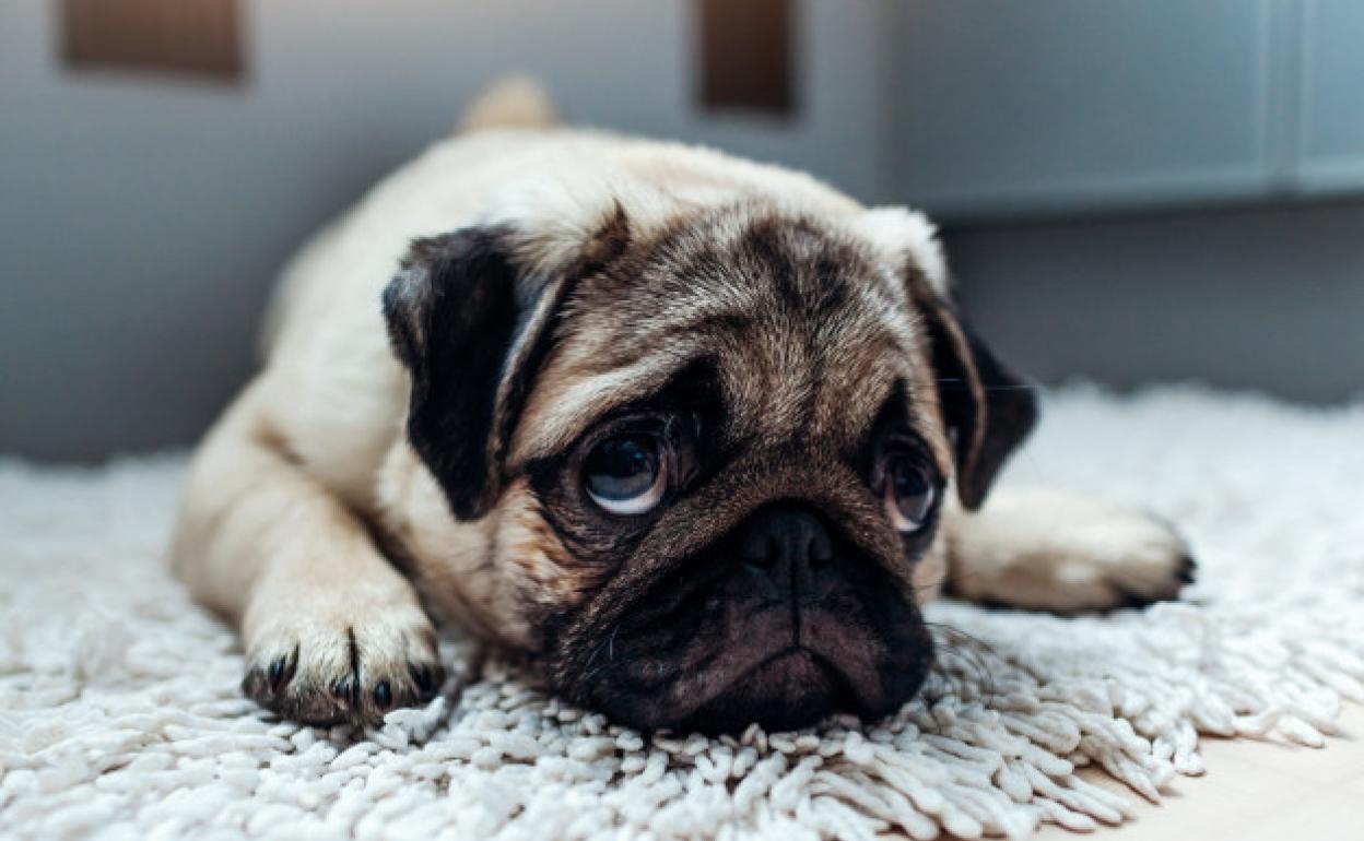 Ejemplo de perro apático tras el fin de las vacaciones.