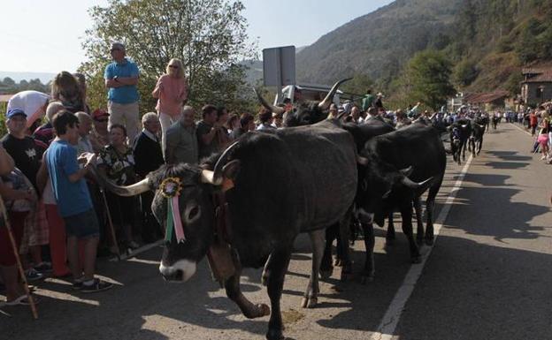 La Pasá de Carmona se celebra habitualmente el último fin de semana de septiembre, cuando las tudancas bajan de los puertos de Sejos para pasar el invierno en 'casa'. Pero esta vez se ha retrasado una semana.