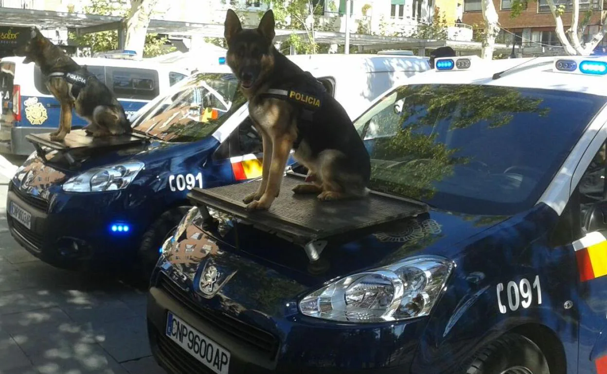 Los perros de la Policía Nacional harán una exhibición este viernes.