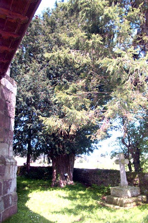 El tejo de Periedo, situado junto a la iglesia.