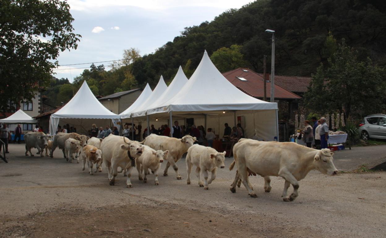 Uno de los lotes de ganado que participaron en la feria/ Fotografía: Pedro Álvarez