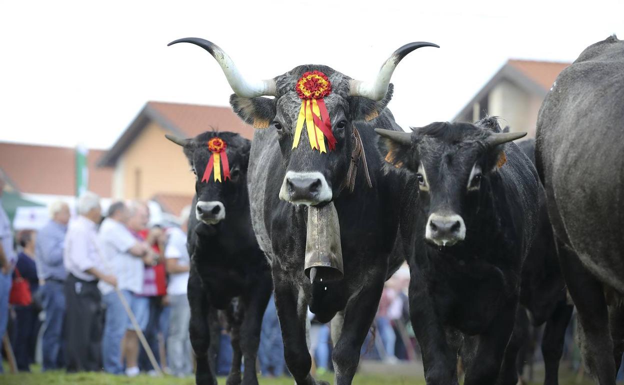 Cabezón de la Sal reivindica la raza autóctona en la Olimpiada del Tudanco