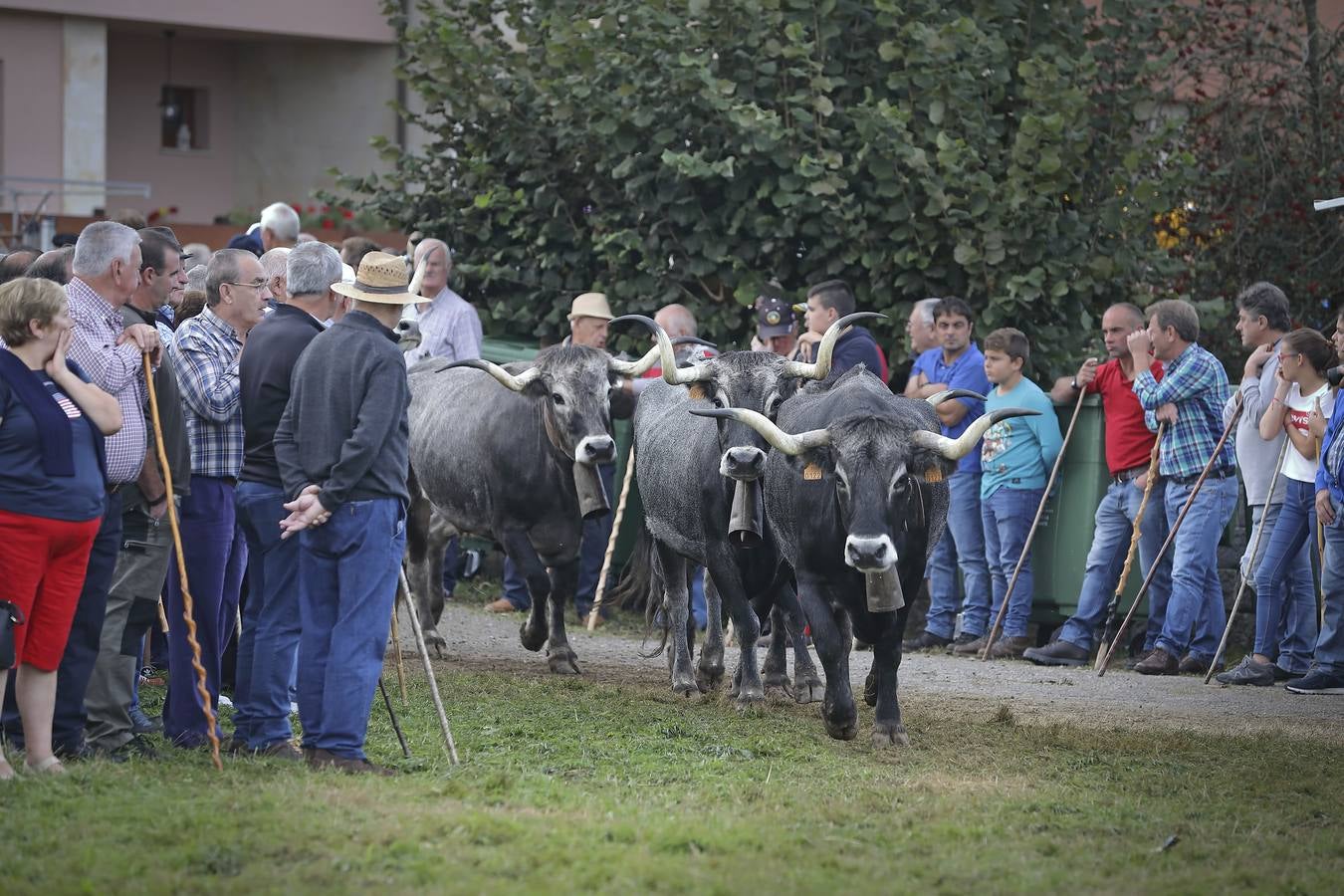 Fotos: Olimpiada del Tudanco en Cabezón de la Sal