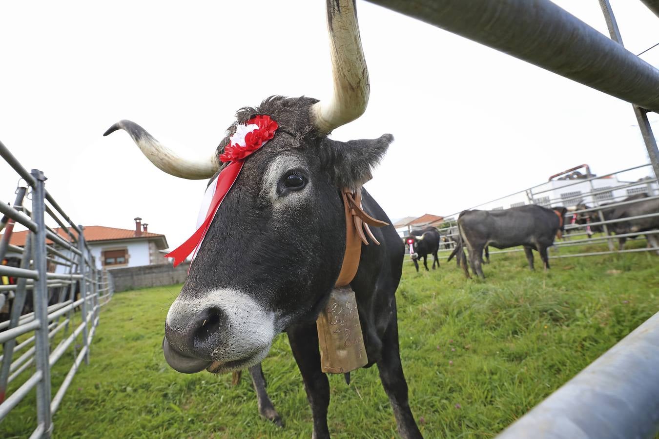 Fotos: Olimpiada del Tudanco en Cabezón de la Sal