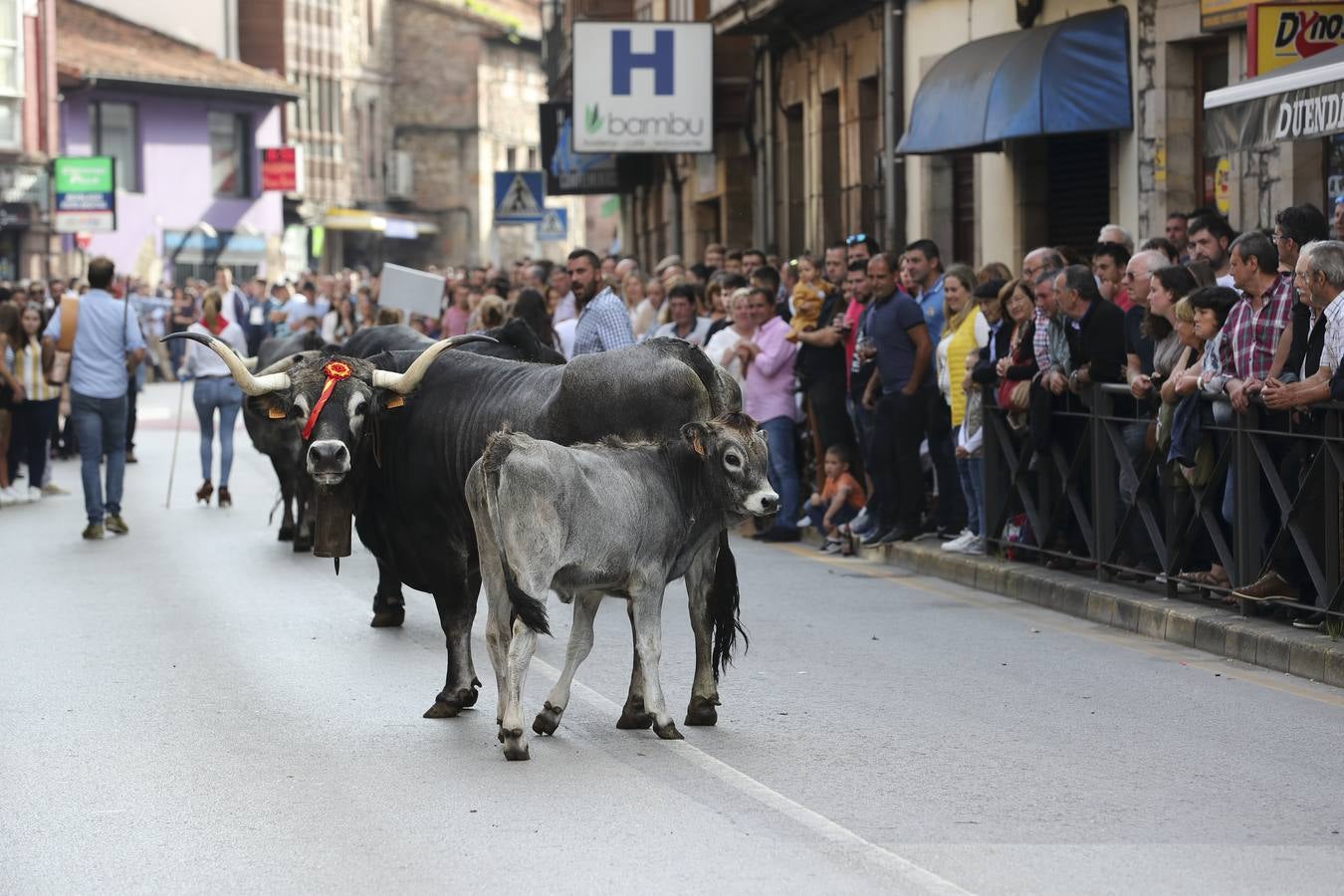 Fotos: Olimpiada del Tudanco en Cabezón de la Sal