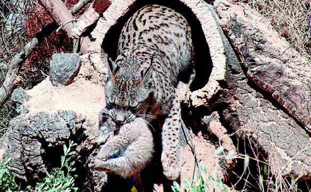 El lince ibérico, estrella de los mamíferos en Doñana cuya reproducción en cautividad evita su desaparición.