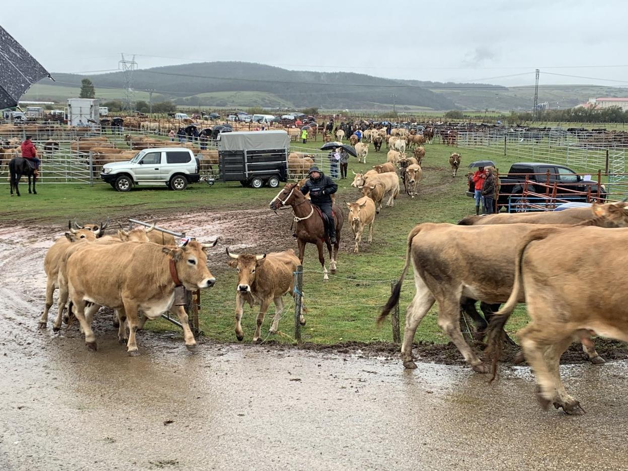 Más de dos mil cabezas de ganado se presentaron ayer en la feria de Requejo