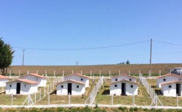 Imagen de la granja donde las gallinas crecen en libertad,