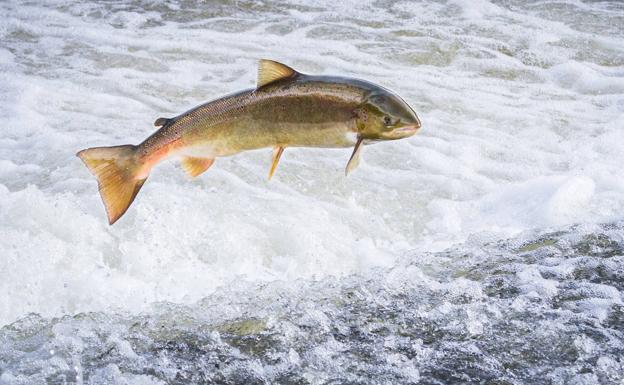 Los salmones remontan los ríos cuando llega la hora de desovar.