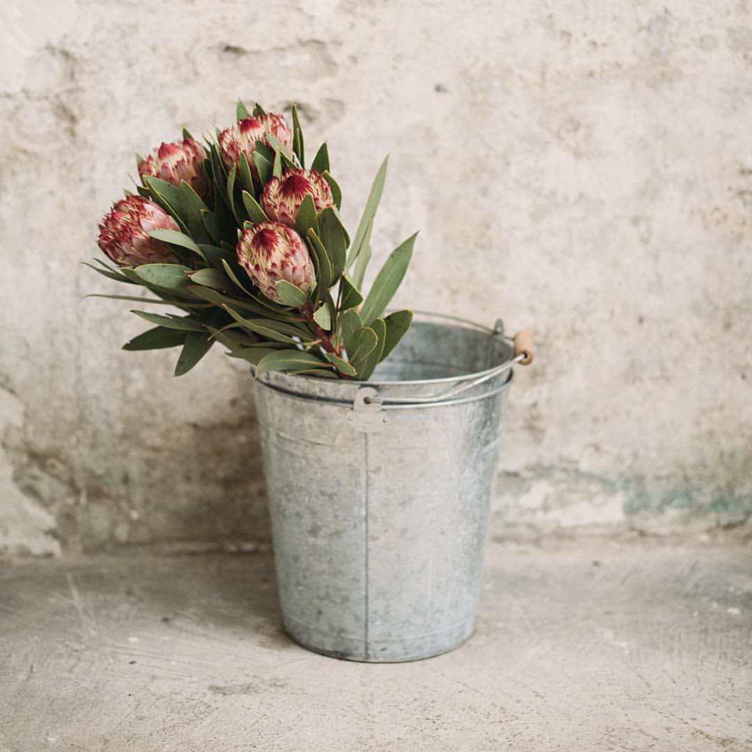 Proteas, elegantes protagonistas de la estación.