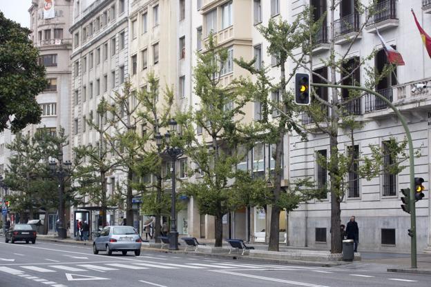 Aspecto que ofrecen los ginkgos de Calvo Sotelo; apenas tienen ramas tras las podas de los últimos años