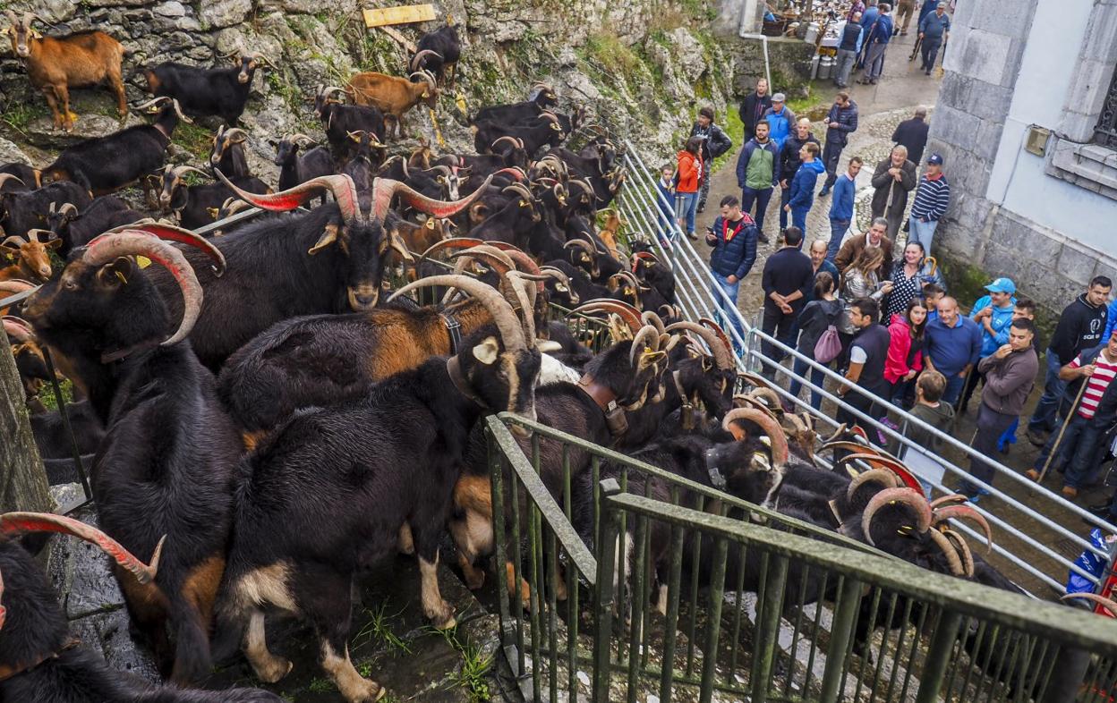 Ganaderos, compradores, vendedores y curiosos observan una partida de cabras expuesta en la feria. :