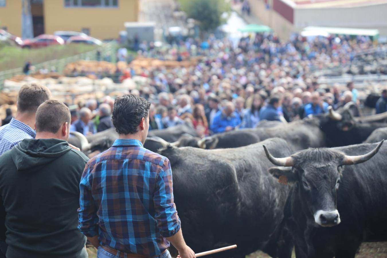 Fotos: Tradición ganadera